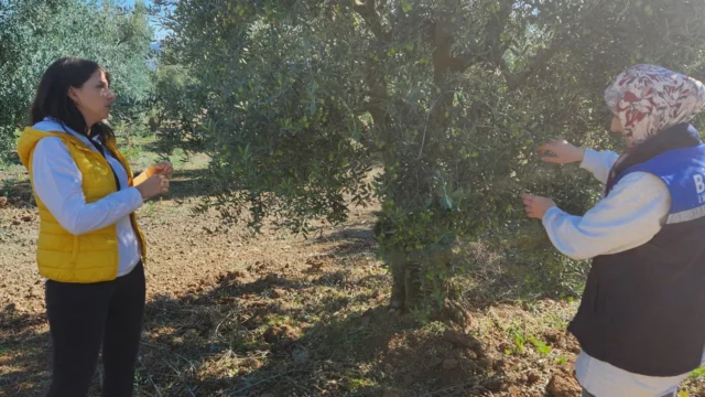 Bilecik’te zeytin ve zeytinyağında rekolte tespiti